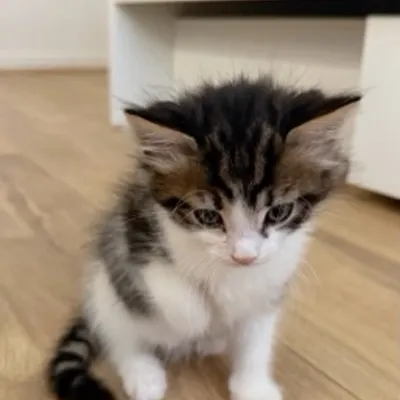 Clara