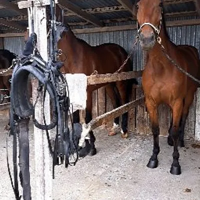 Jacob Saddles