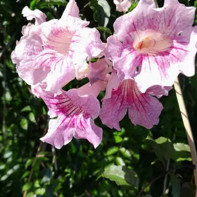 Vente de fleurs