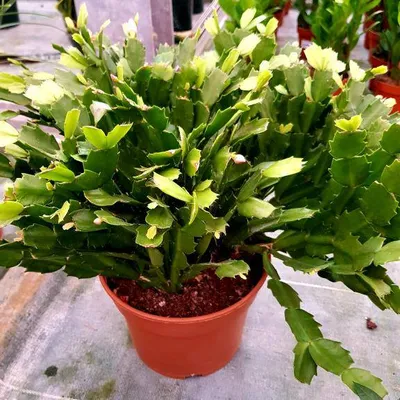 DeblayFrancoise