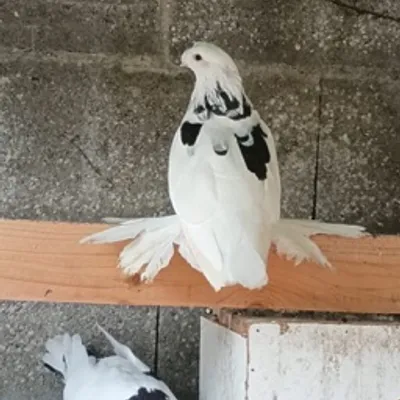 Anima