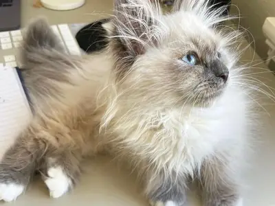 Chaton en adoption 