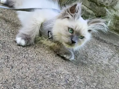 Chaton en adoption  - Miniature 3