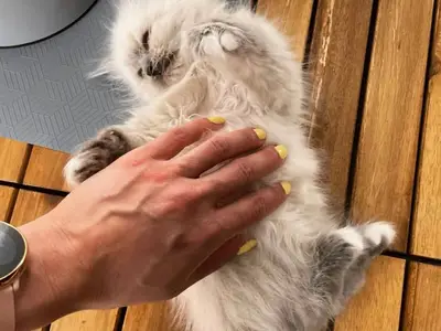 Chaton en adoption  - Miniature 2