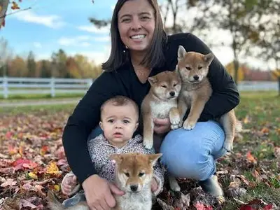 Chiots Shiba inu