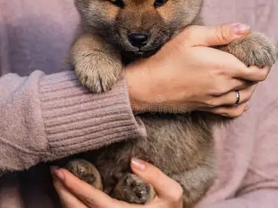 Chiots Shiba inu - Miniature 2