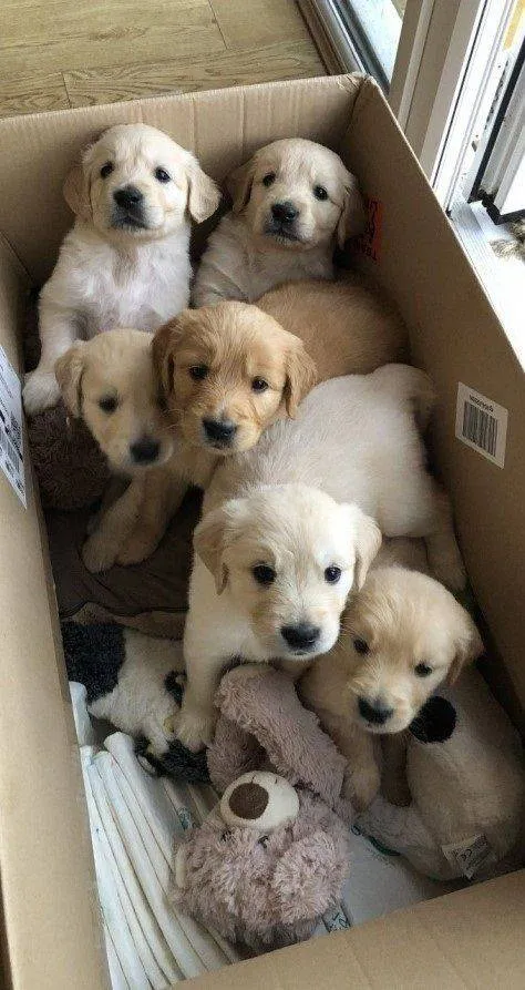 Chiens à vendre - Prix abordable - Photo 1