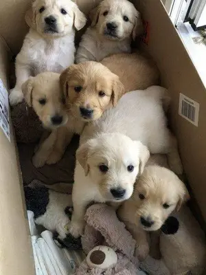 Chiens à vendre - Prix abordable