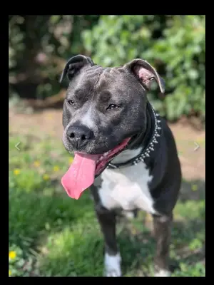 American Staffordhire terrier 