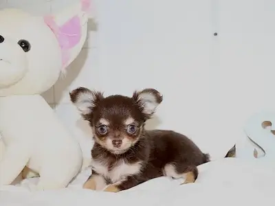 Chiots Chihuahua recherchent famille  - Miniature 2
