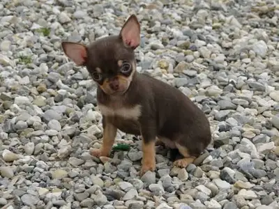 Chiots Chihuahua recherchent famille  - Miniature 1