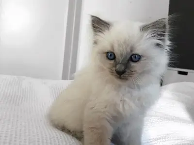 Chaton en adoption  - Miniature 2