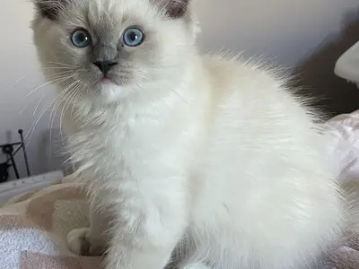 Chaton en adoption 