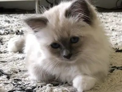 Chaton en adoption  - Miniature 3