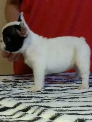 Superbe chiot de race Bouledogue Francais a donner - Miniature 3