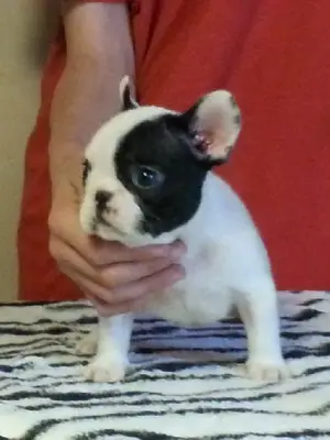 Superbe chiot de race Bouledogue Francais a donner