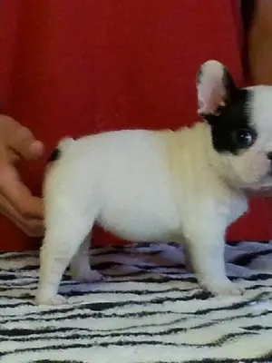 Superbe chiot de race Bouledogue Francais a donner - Miniature 2
