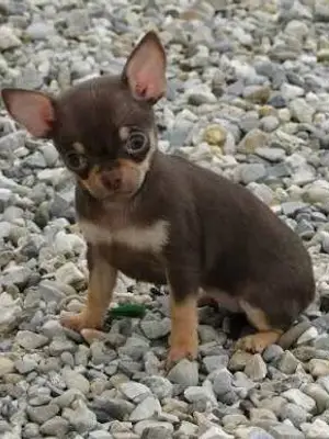 Chiots Chihuahua disponibles