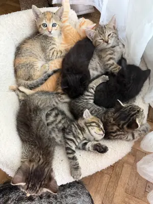 Chatons à donner