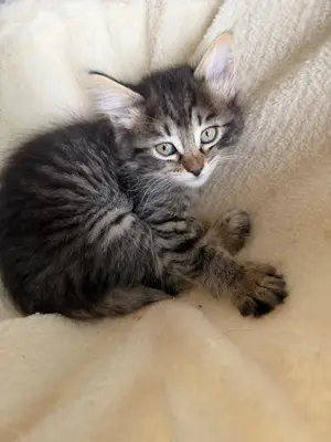 Chatons à donner - Miniature 2