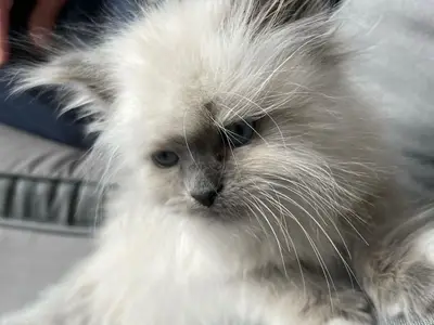 Adoption d’un petit chaton ☺️ - Miniature 2