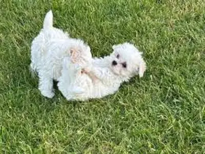 Chiots Bichon maltais non lof