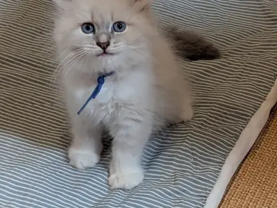 Petit chaton en adoption  - Miniature 2