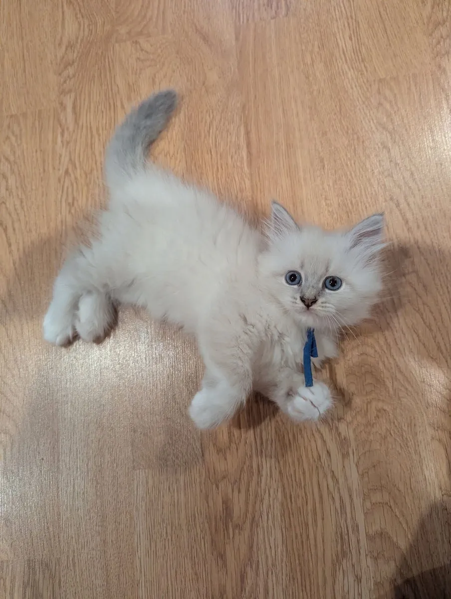Petit chaton en adoption - Photo 1