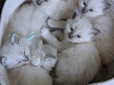 Petit chaton en adoption  - Miniature 3