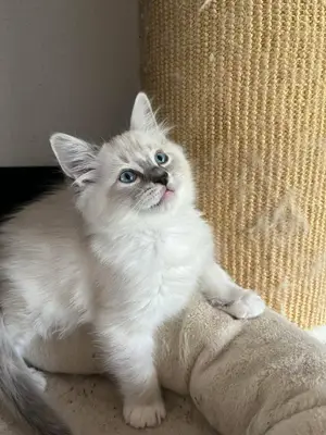 ✨ Adoption   Nala ♥️  Une petite boule de poils cherche son foyer définitif 💛   Éveillée, espiègle,