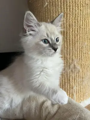 ✨ Adoption   Nala ♥️  Une petite boule de poils cherche son foyer définitif 💛   Éveillée, espiègle, - Miniature 2