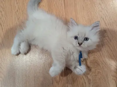 Chatons ragdolls 