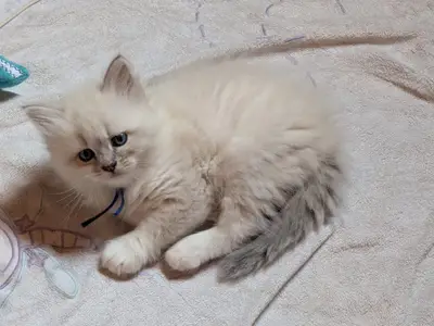 Chatons ragdolls  - Miniature 3