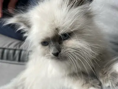 Chaton en adoption  - Miniature 2