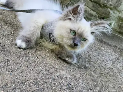 Chaton en adoption  - Miniature 3