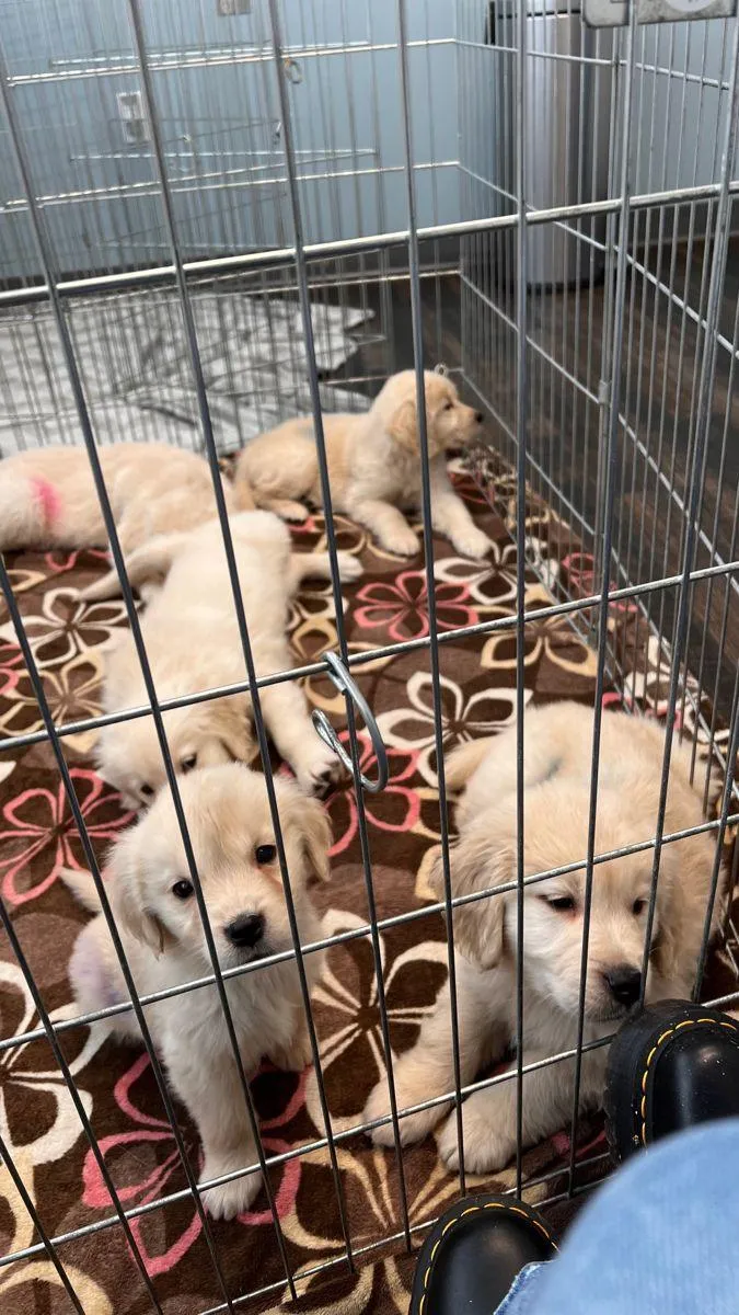 ADORABLE CHIOTS A VENDRE - Photo 1
