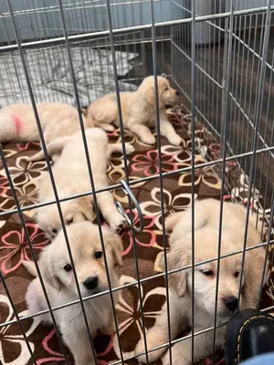 ADORABLE CHIOTS A VENDRE 