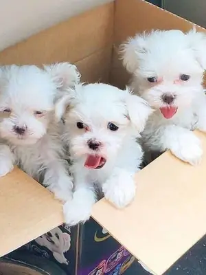 ADORABLE CHIOTS A VENDRE  - Miniature 2