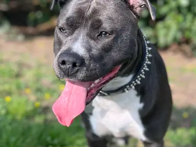 American StafforshireTerriere