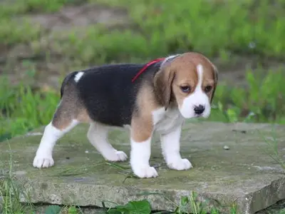 Chiots Beagle  - Miniature 1