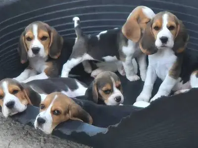 Chiots Beagle  - Miniature 2