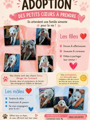Chiot Patou à adopter - Miniature 3