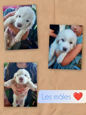 Chiot Patou à adopter