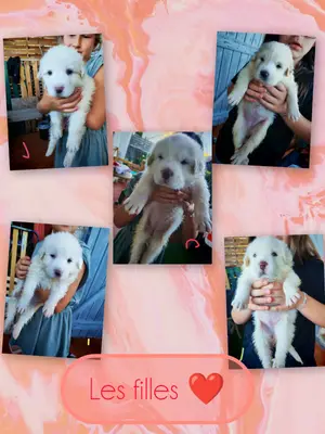 Chiot Patou à adopter - Miniature 2