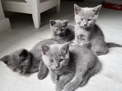 Chatons