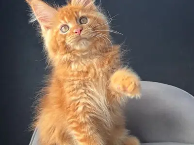 Adoption chat - Miniature 2