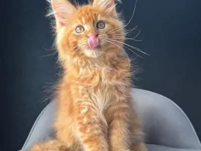 Adoption chat - Miniature 3