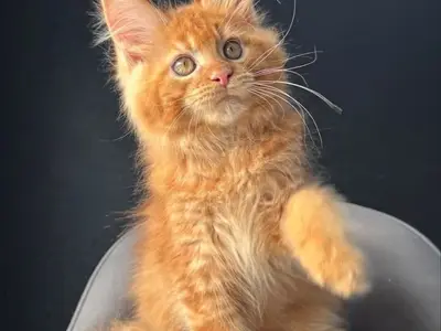 Adoption chat