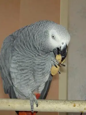  Jolie femelle perroquet gris du Gabon a dooner