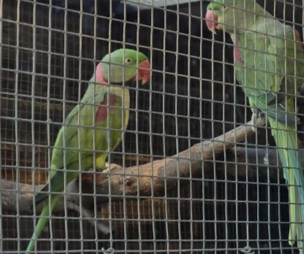 Couple GA Reproducteur - Photo 1